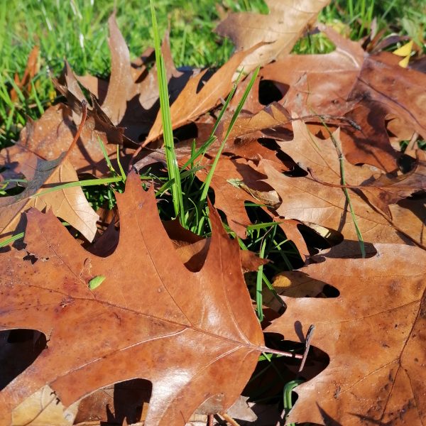 Das Isy7-Team wünscht eine schöne Herbstzeit!